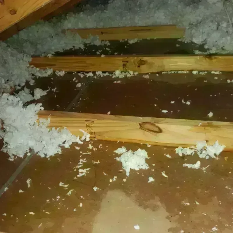 Attic Water Damage in Cary, IL