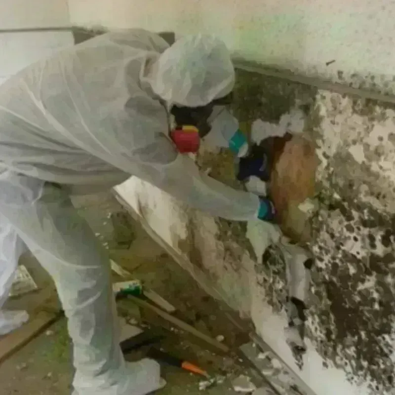 Mold Remediation and Removal in Cary, IL